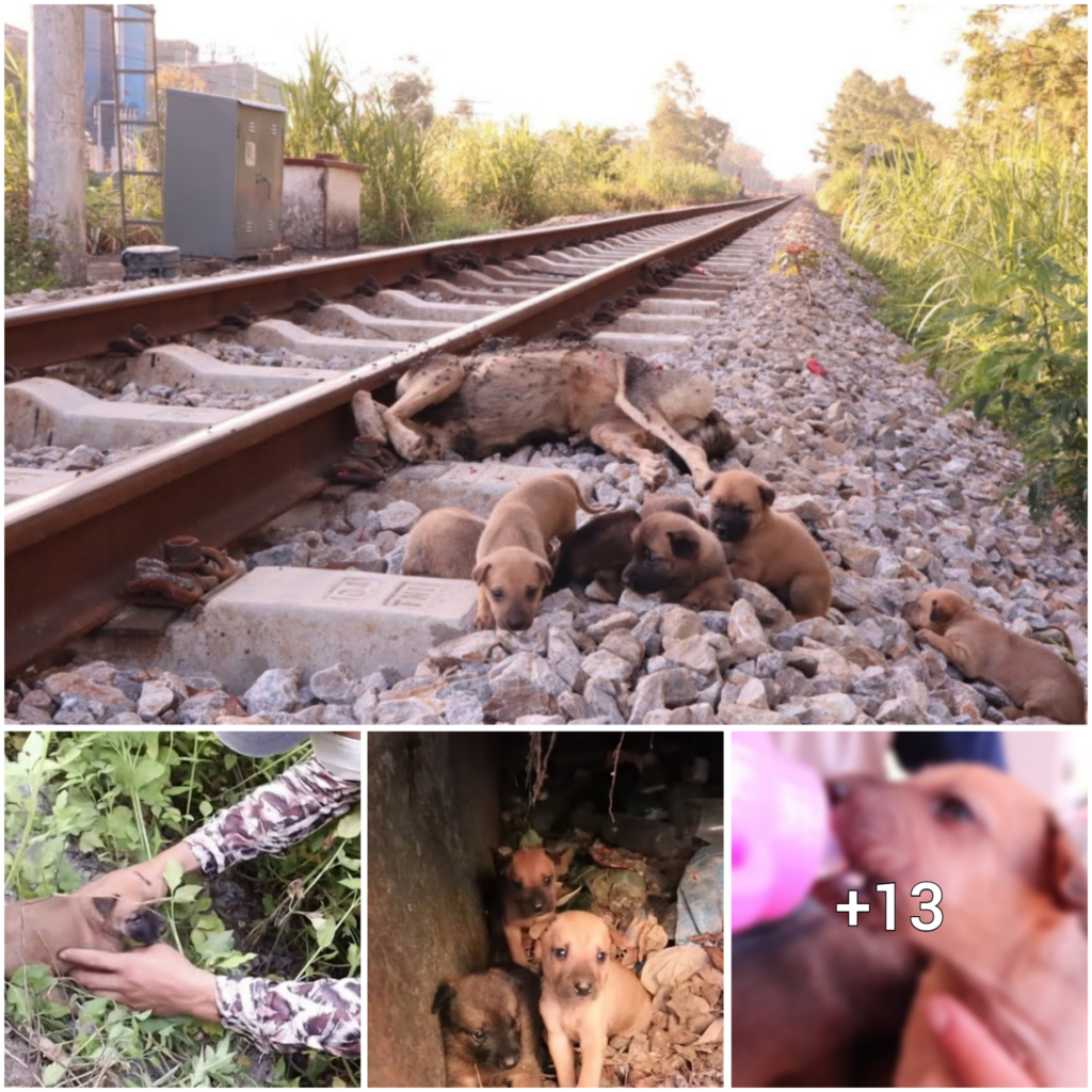 Title: The Heartbreaking Scene of Orphaned Puppies Refusing to Part Ways with Their Deceased Mother is Emotionally Overwhelming.