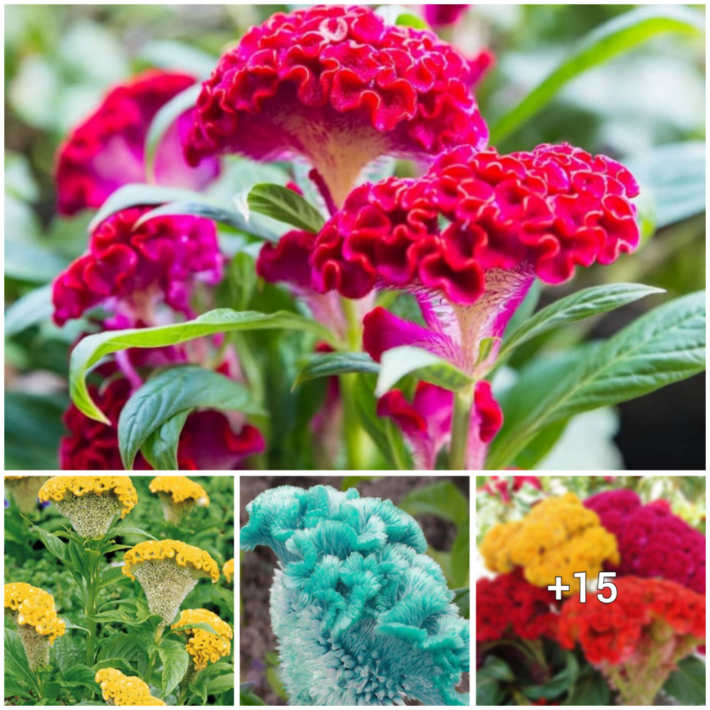 “Expert Advice on Growing and Caring for Vibrant Coral Reef Celosia Flowers”