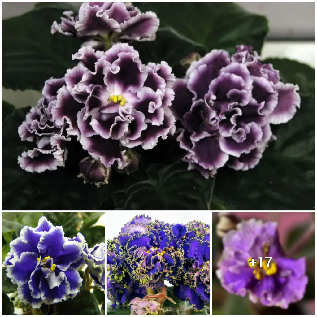 “Unveiling the Captivating Charm of Russia’s Violet Blossom”