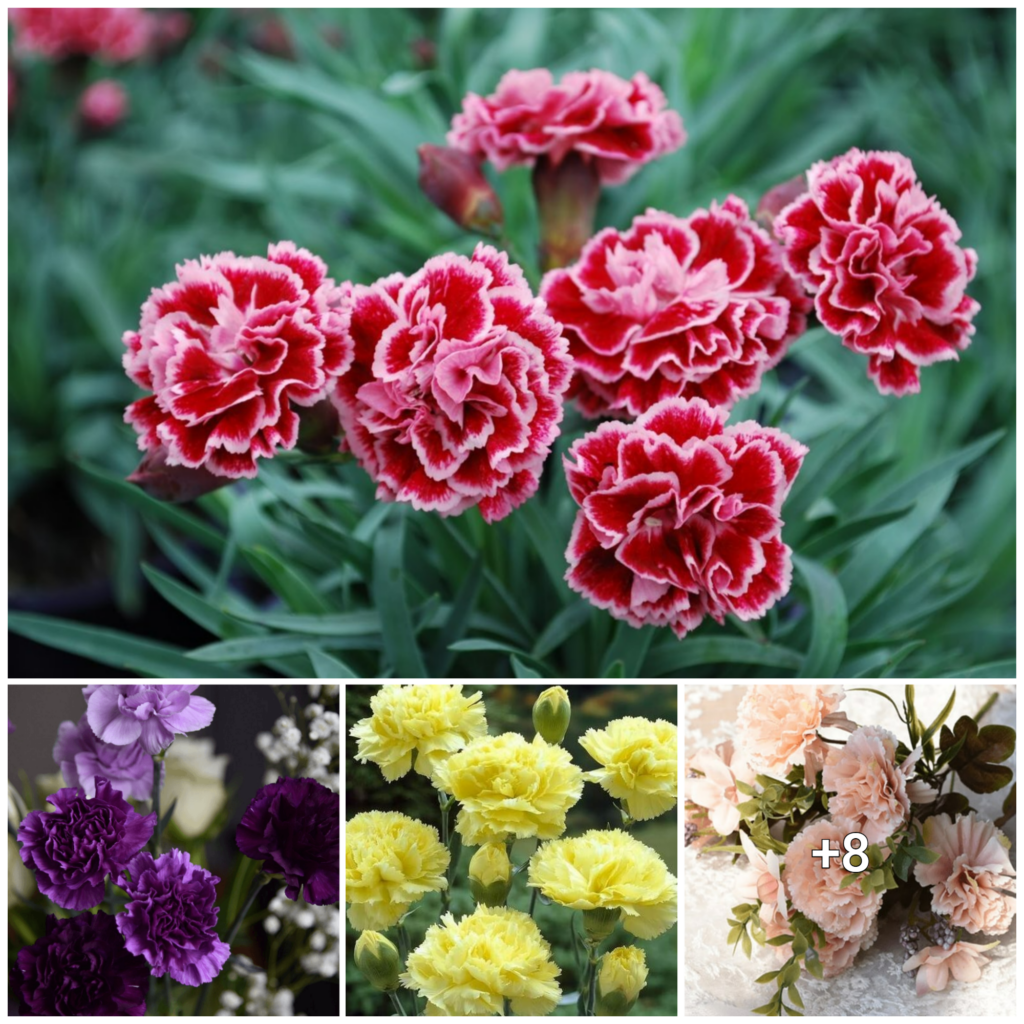 "Carnations: A Closer Look At The Symbolism Behind The Bloom"