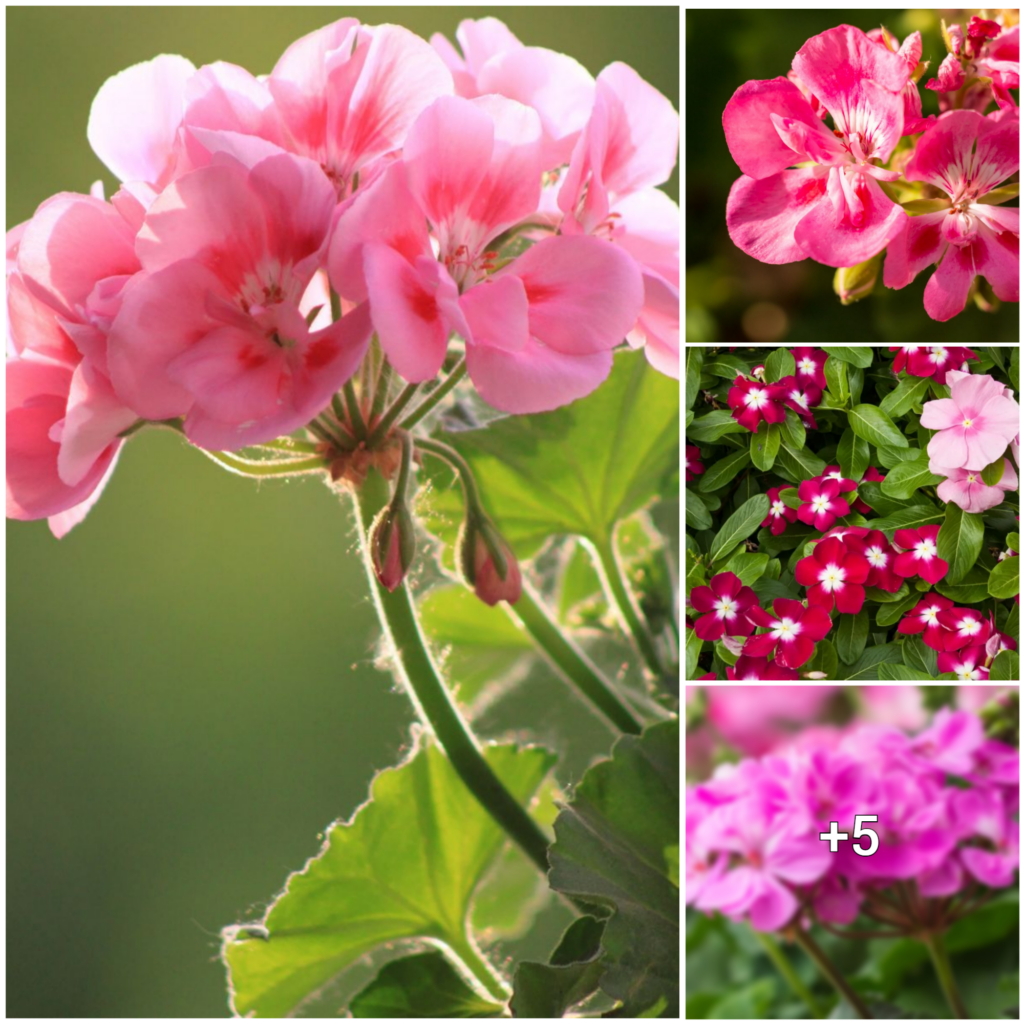 “Troubleshooting Common Impatiens Problems: How to Keep Your Plants Healthy and Vibrant”