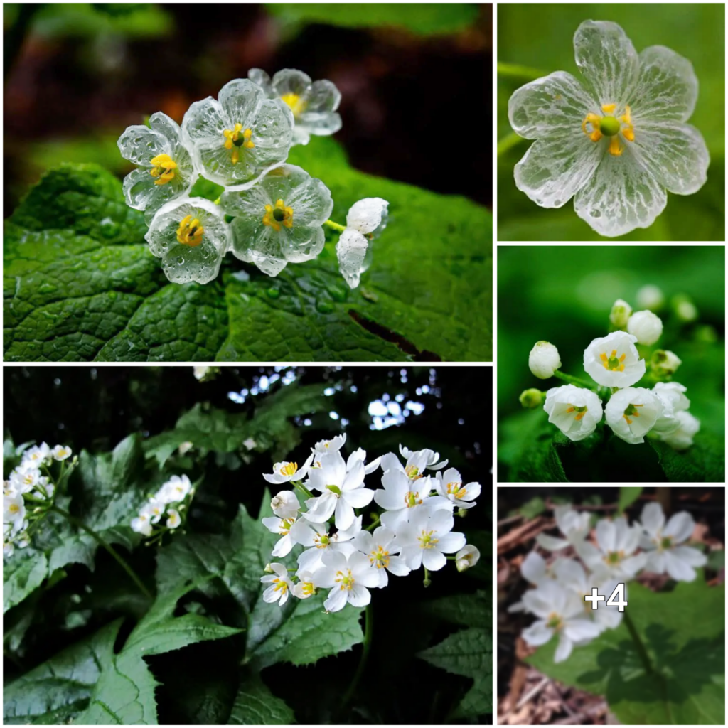 “When Rain Falls, the Second Rarest Flower’s Magic Unfolds: A Stunning Beauty Inspired by Japanese Manga”