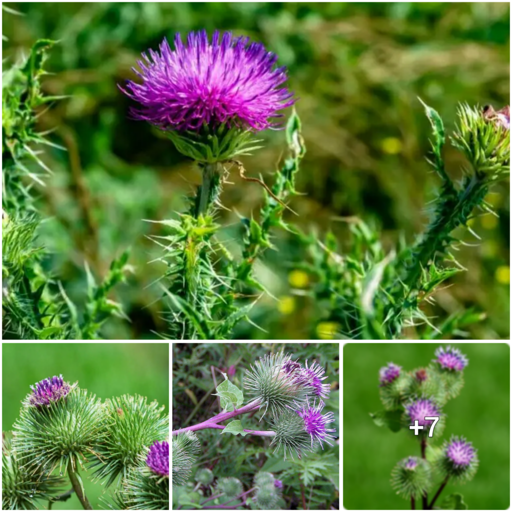 The Fascinating World of Burdock: Uncovering its Symbolism, Folk Tales, and Significance